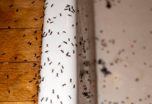 Best Mosquito Control Services  in West Dennis, MA