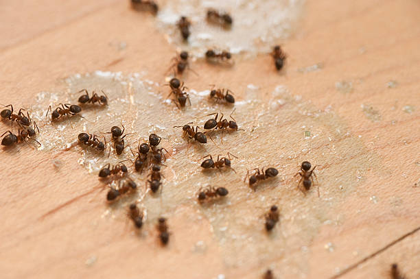 Best Exterminator Services  in West Dennis, MA