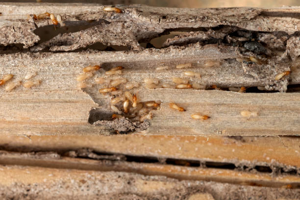 Insect Control in West Dennis, MA