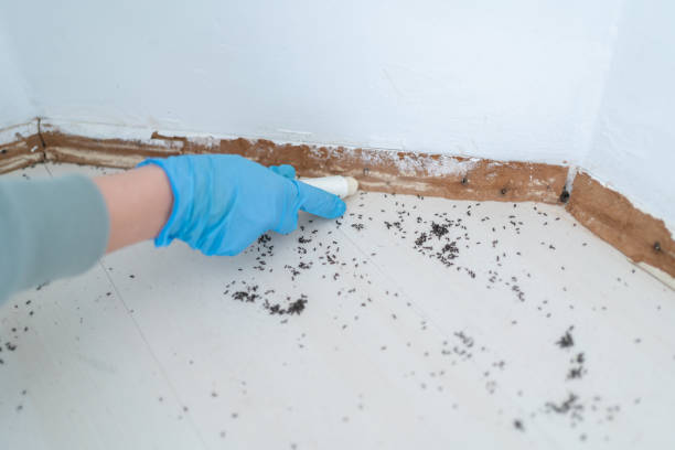 Best Termite Control Services  in West Dennis, MA